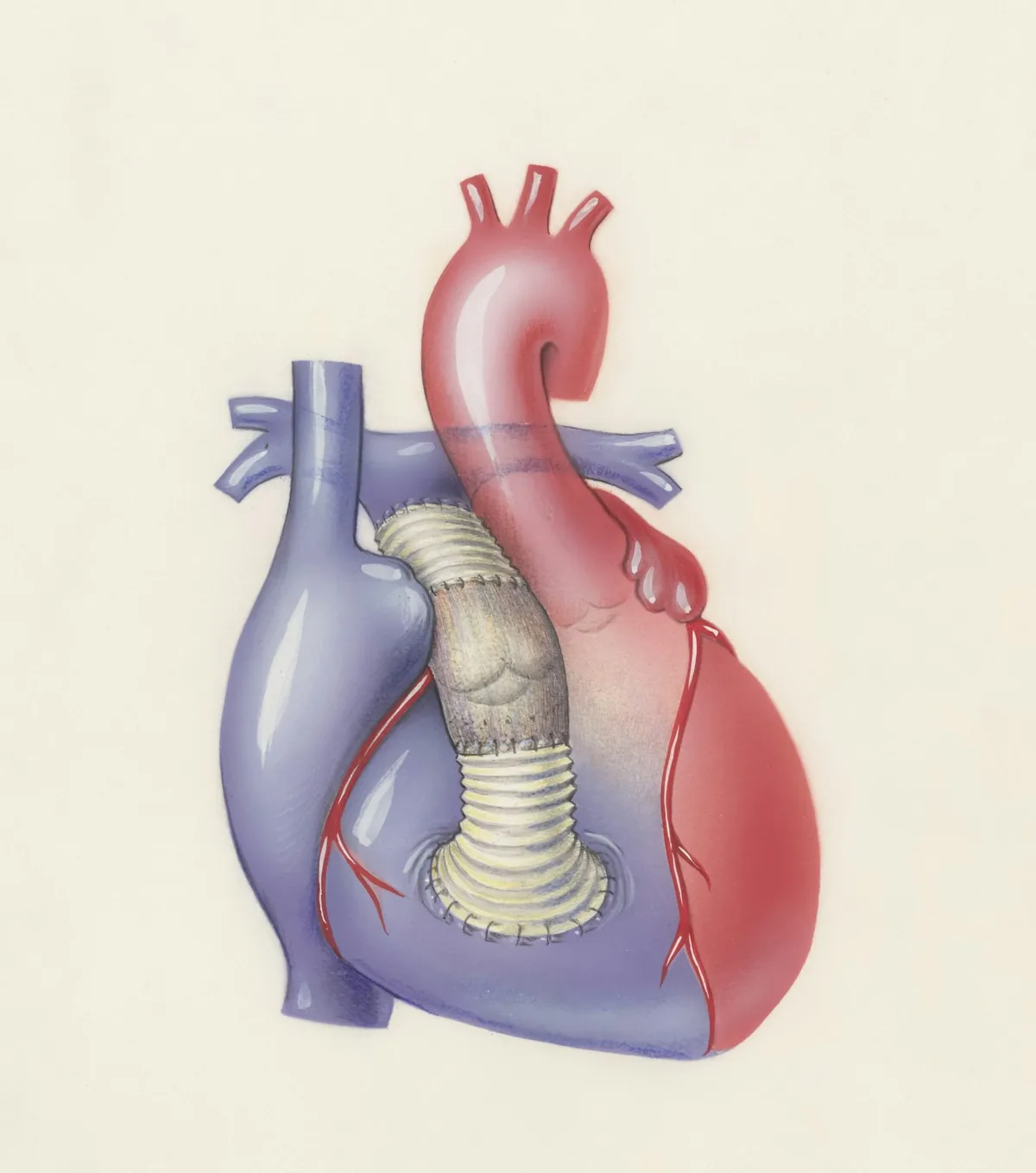 Ilustración anatómica de la aorta y el corazón